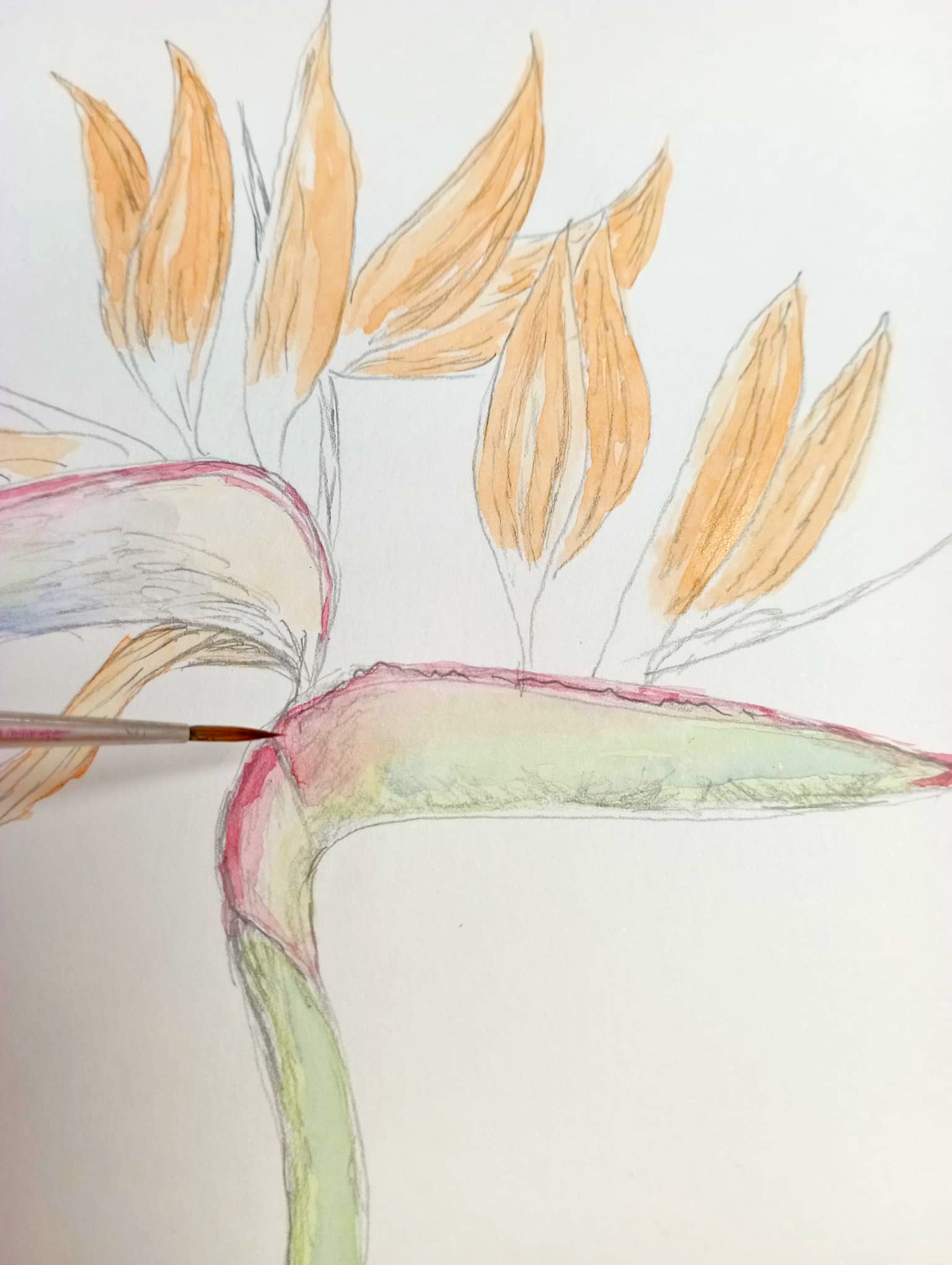 Pintura Floral en acuarela | Floral Painting in Watercolour Denia